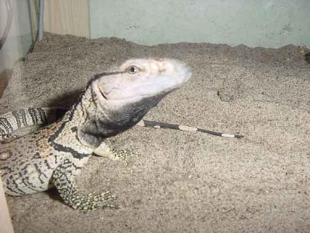 Varanus albigularis