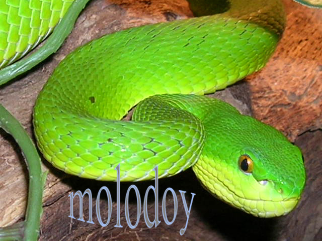 Моя Trimeresurus albolabris