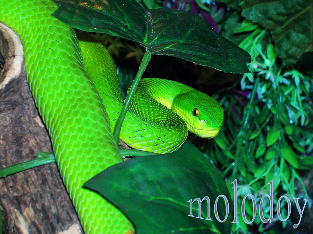 Моя Trimeresurus albolabris