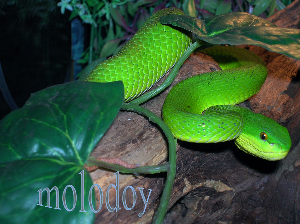 Моя Trimeresurus albolabris