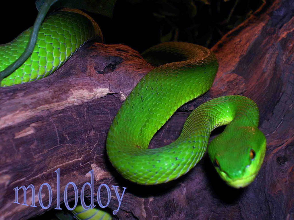 Моя Trimeresurus albolabris