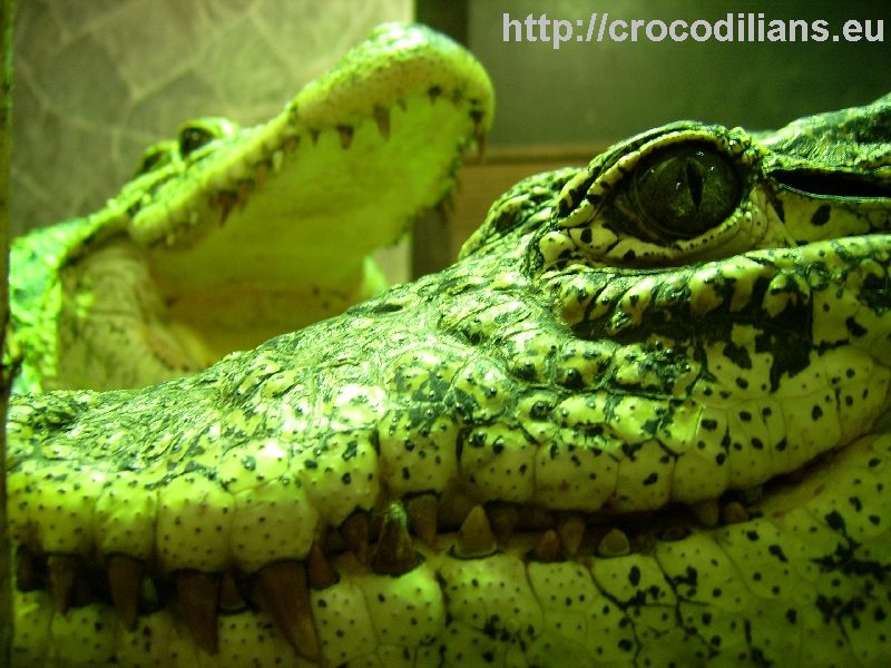 Crocodylus rhombifer