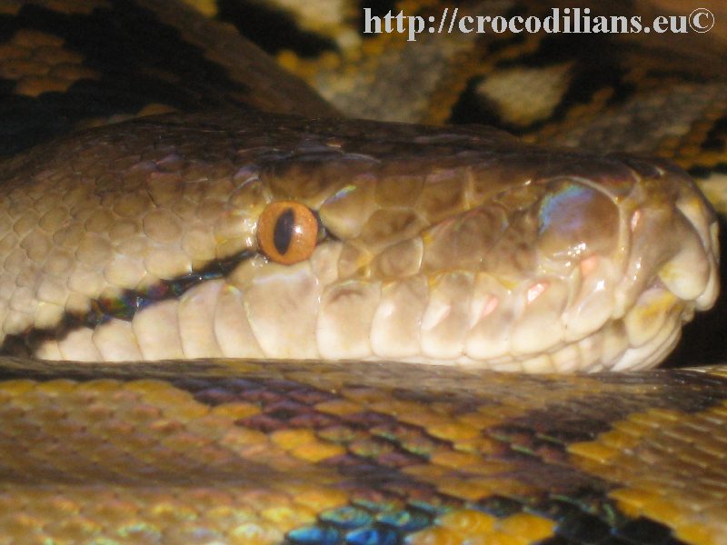 Python reticulatus Java