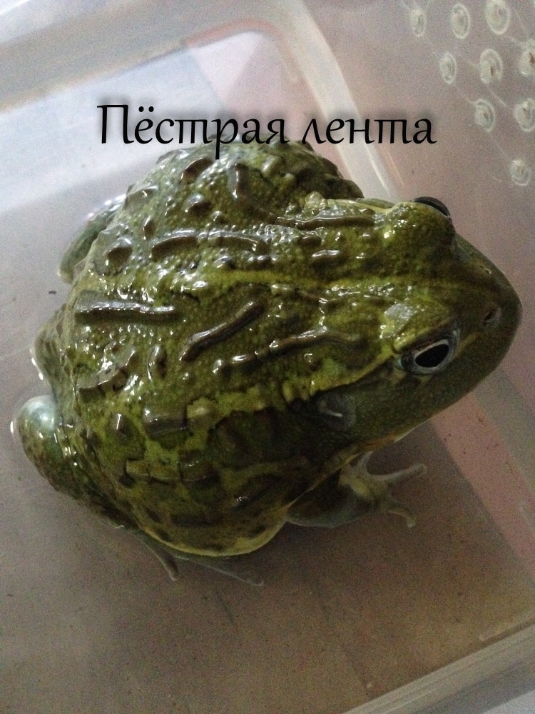 для форума