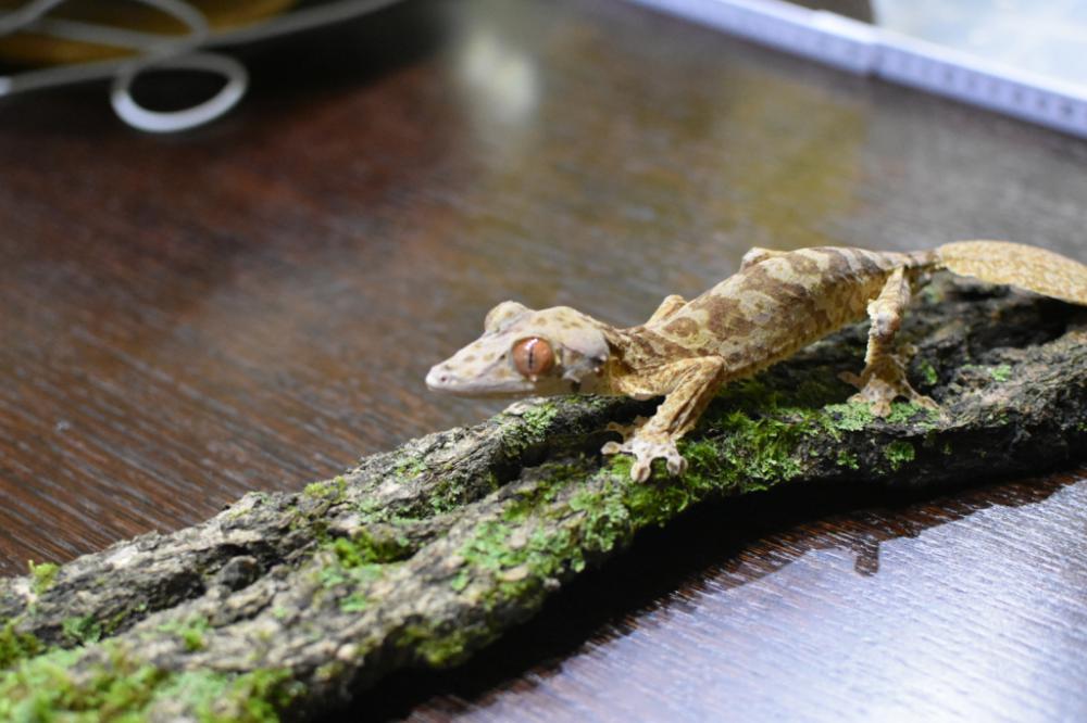 Uroplatus Henkeli -2