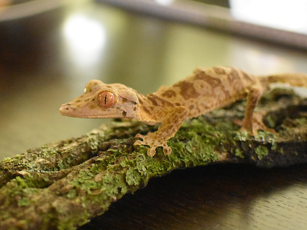 Uroplatus Henkeli -3