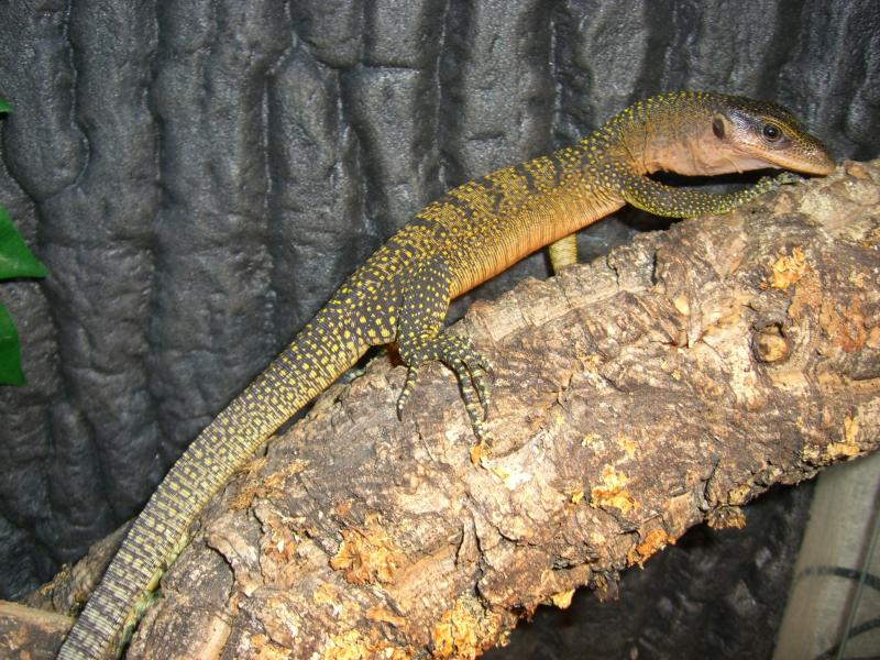 Varanus jobiensis