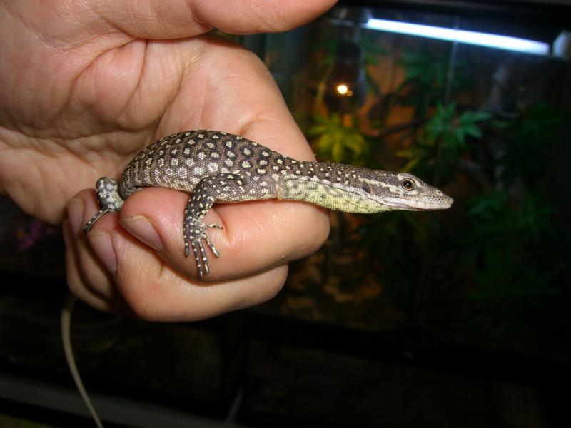 Varanus timorensis