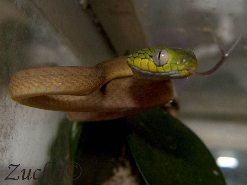 Boiga cyanea