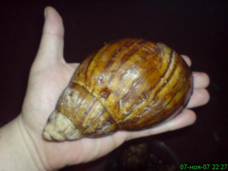 Archatina marginata XXL