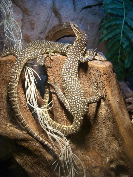 Varanus timorensis 2