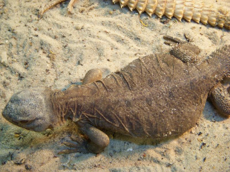 Uromastyx aegyptia