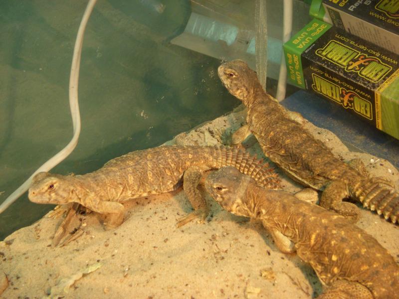 Uromastyx aegyptia