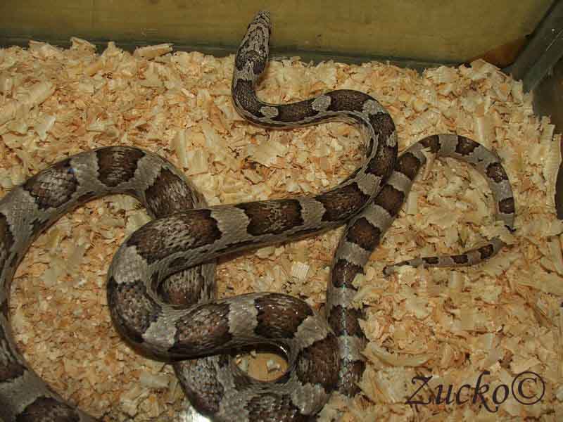 Pantherophis guttatus Ghost