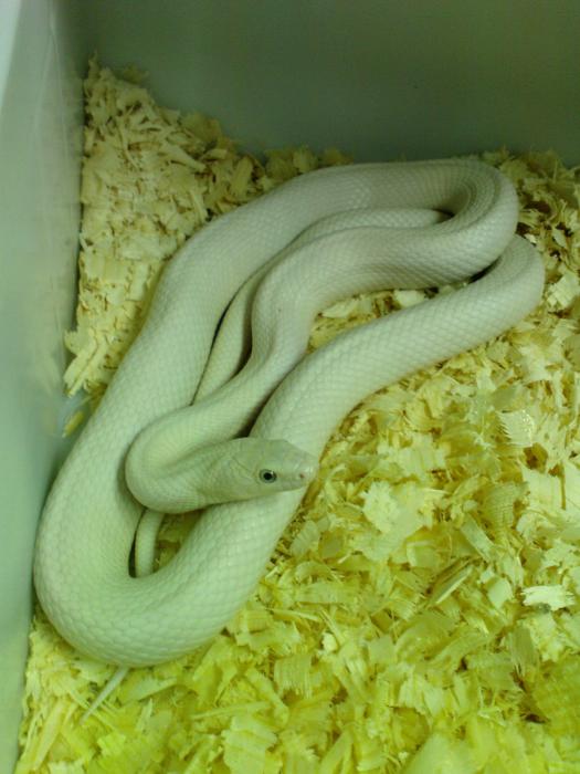 lindheimeri leucistic