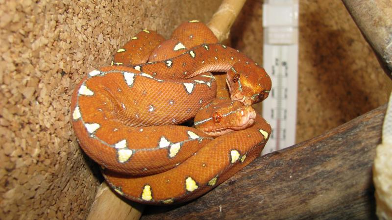 Chondropython viridis