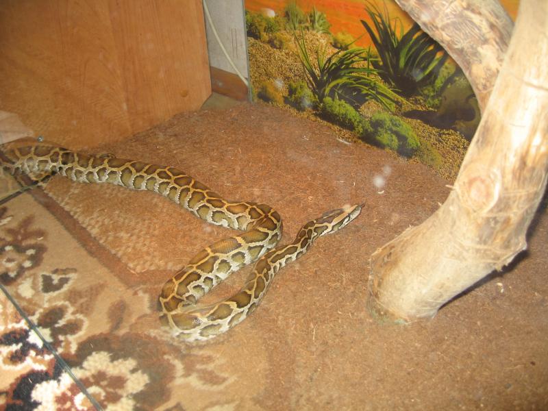 Python molurus bivittatus