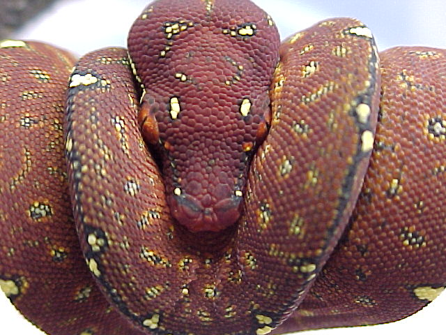 Morelia viridis