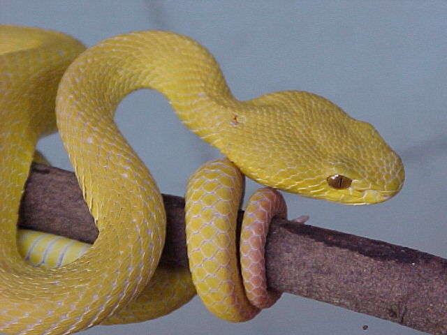 Trimeresurus a.insularis from Wetar