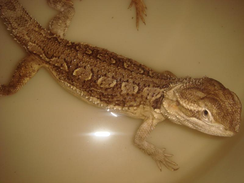 Pogona henrylawsoni