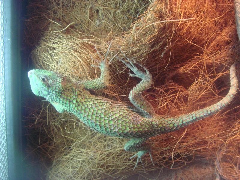 Sceloporus malachiticus