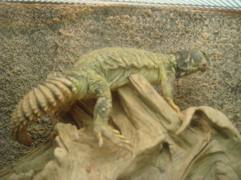 Uromastyx d. maliensis