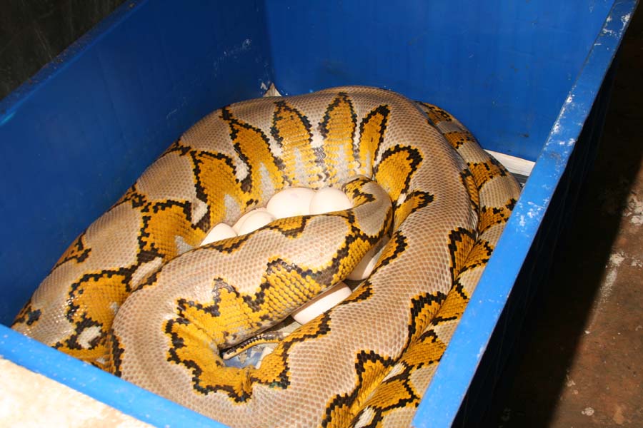 P.reticulatus yellow