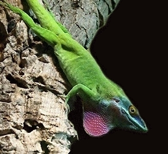 anolis allisoni