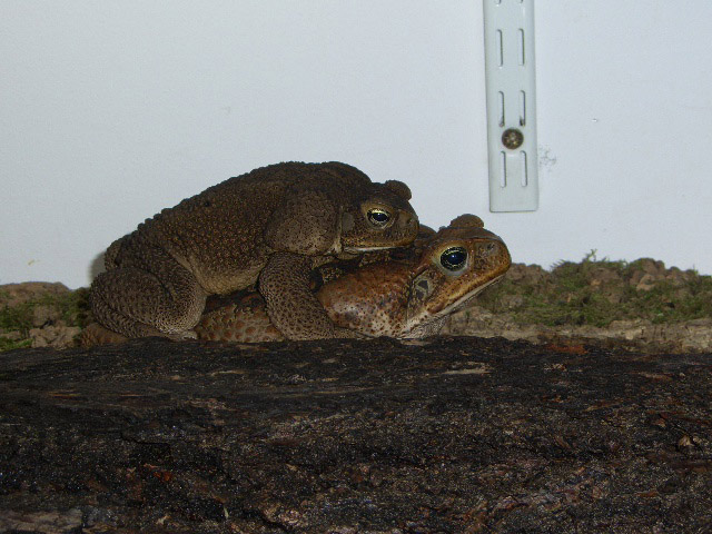 Bufo marinus x2