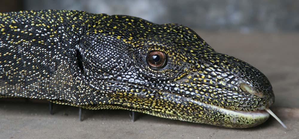 Varanus salvadori