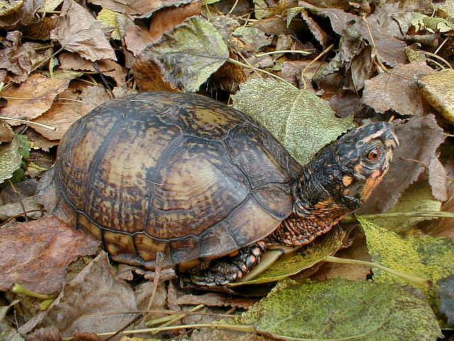 Terrapene c. major