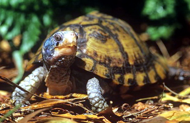 Terrapene c. yucatana