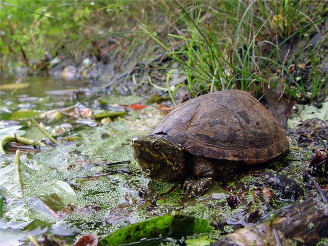 Sternotherus odoratus