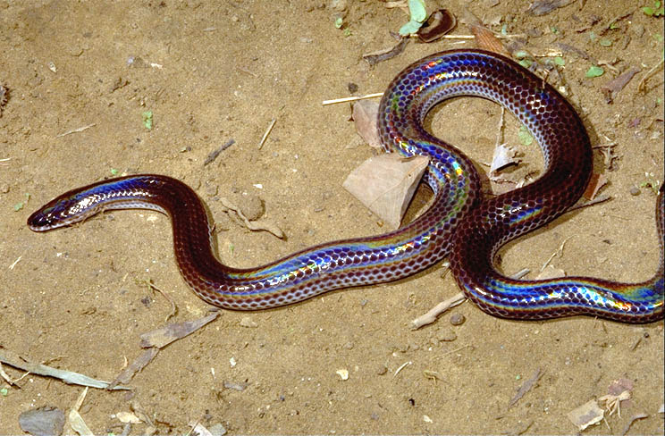 Xenopeltis unicolor