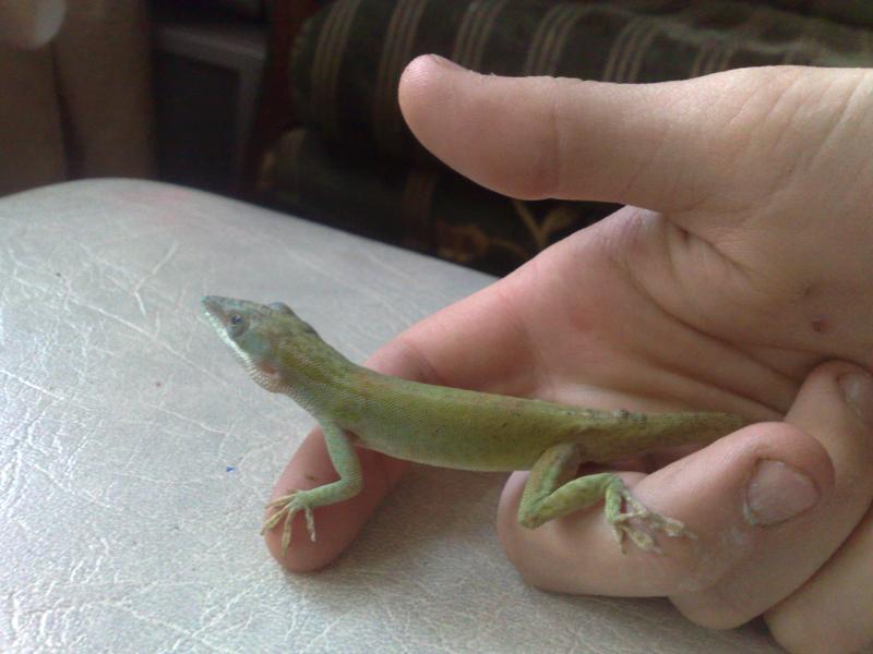 anolis allisoni самец