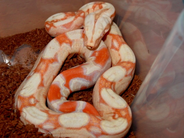 B.c. sharp albino