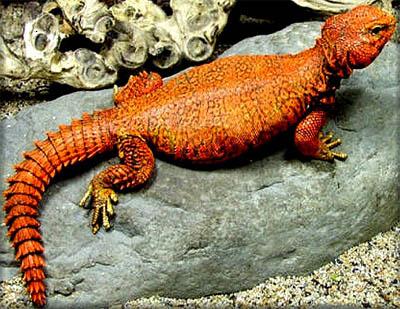 Uromastyx geyri