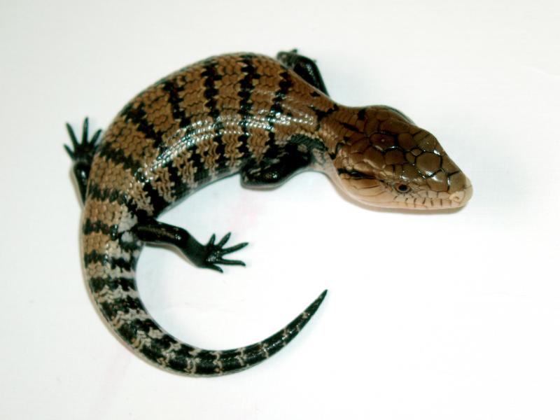 Tiliqua