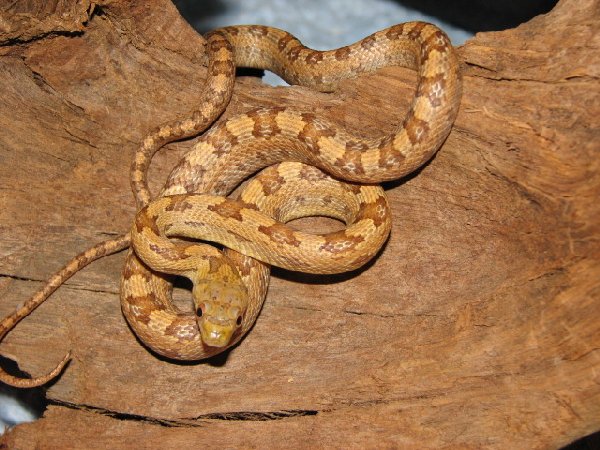 PANTHEROPHIS ALLEGHANIENSIS