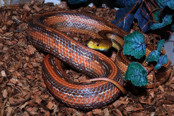 PANTHEROPHIS ALLEGHANIENSIS STRIPED