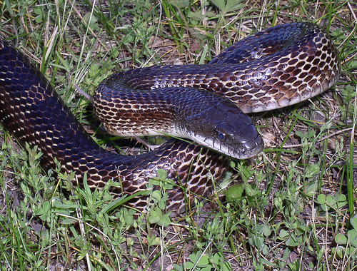 Pantherophis obsoletus obsoletus