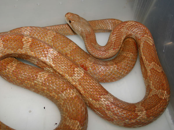 Pantherophis obsoletus obsoletus var.hypomelanistic