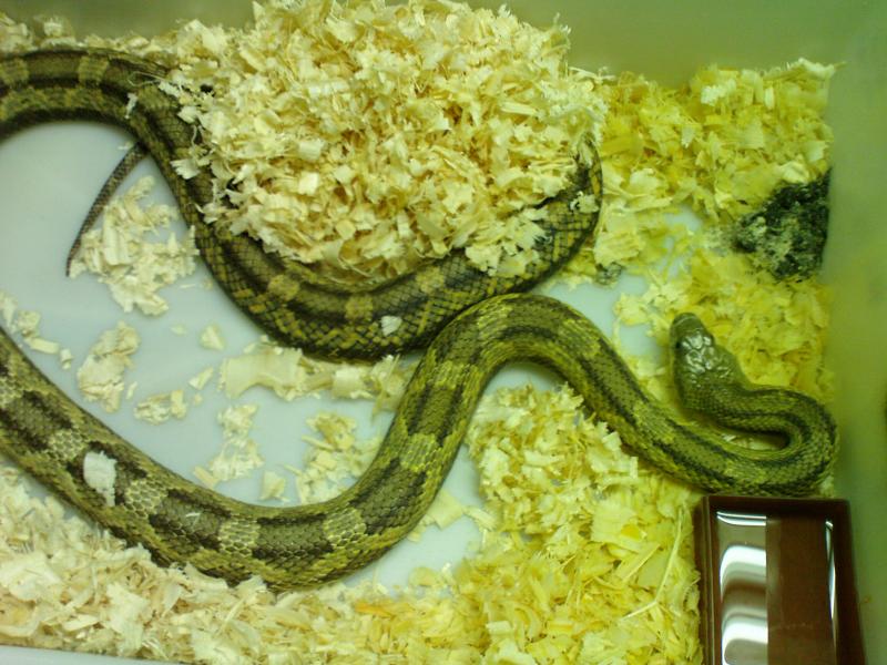 Pantherophis obsoletus obsoletus var. yellow