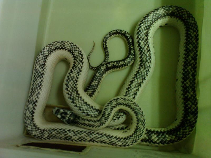 Pantherophis obsoletus lindheimeri var. white-sided