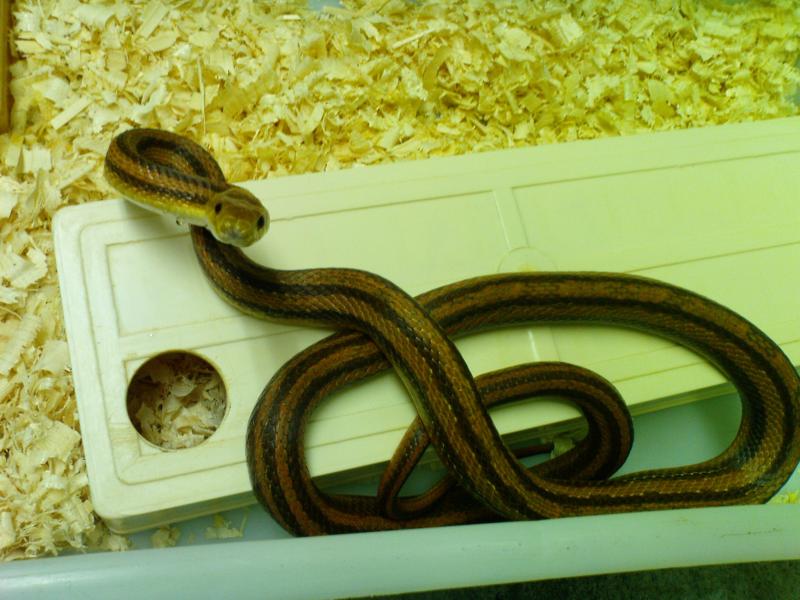 Pantherophis obsoletus quadrivittata var. red