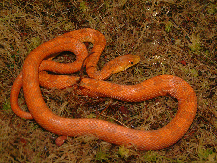 Pantherophis obsoletus rossalleni var. normal