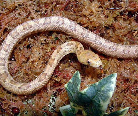 Pantherophis obsoletus (quadrivittata) deckerti