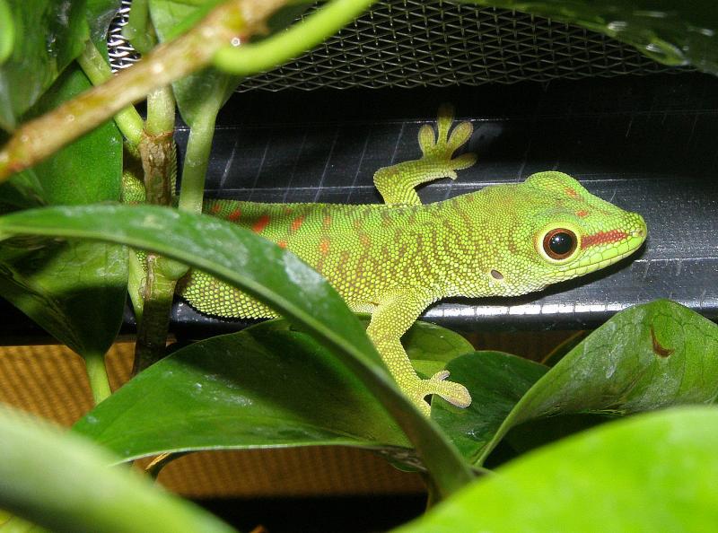 Phelsuma