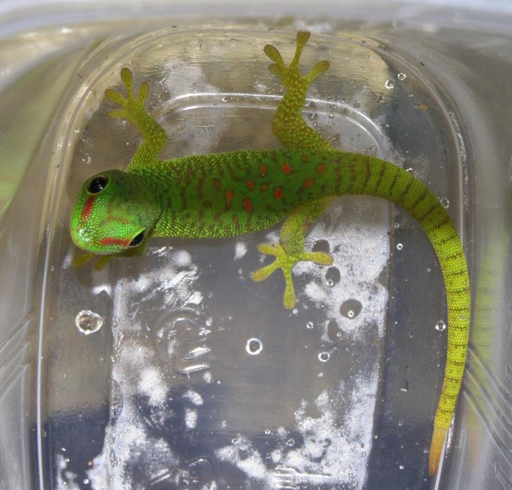 Phelsuma