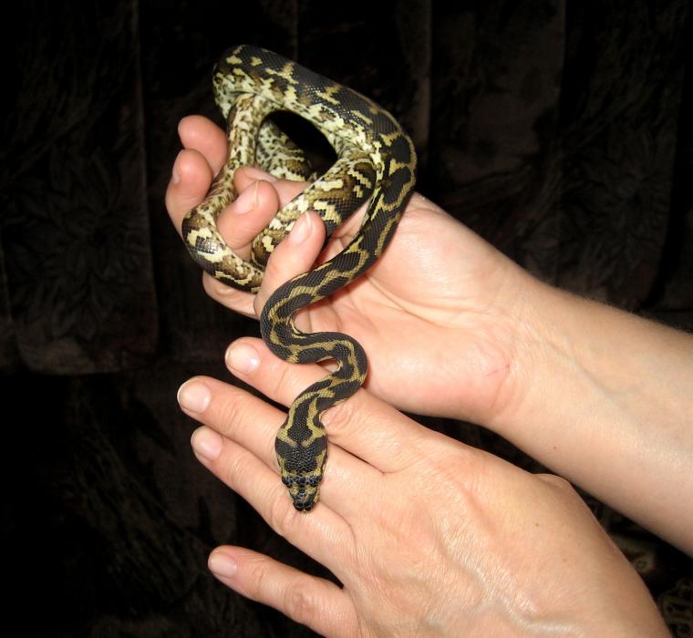 Morelia spilota variegata